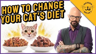 How to Transition Your Cats to a Different Diet [upl. by Leasia131]