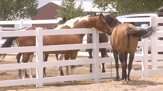 Mare in Heat  Teasing Stallion  Horse Courtship Display [upl. by Madra]