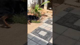 Rottweiler vs Cobra  snake rottweiler yt viralvideo viralshorts views shortsvideo youtube [upl. by Rustin]