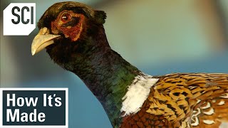 How Its Made Pheasant Breeding [upl. by Golden]