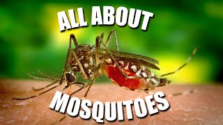 All About MOSQUITOES  Kids News Break [upl. by Anoynek]