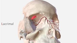 Ophthalmic Artery  Anatomy Branches amp Relations [upl. by Merwin]