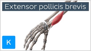 Extensor Pollicis Brevis Muscle  Origins amp Function  Anatomy  Kenhub [upl. by Wait]