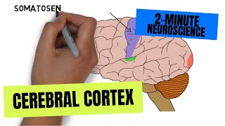 Introduction Neuroanatomy Video Lab  Brain Dissections [upl. by Anigal]