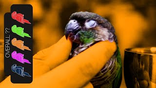 Green Cheek Conure Pocket Snuggle Puppy [upl. by Worrad]