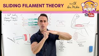 Sliding Filament Theory  Muscle Contraction [upl. by Ydner]