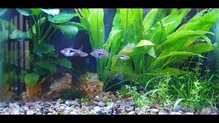 How To Breed Harlequin Rasboras [upl. by Ecnahc]