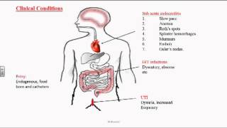 Enterococcus or Group D Streptococci [upl. by Buonomo]