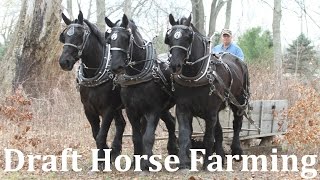 Horse Drawn Farming at Riceland Meadows Farm [upl. by Barris]