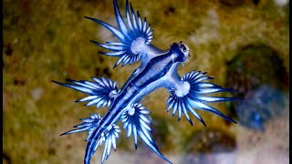 Facts The Blue Sea Dragon [upl. by Etra]