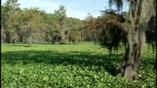 Invasive Species at Caddo Lake Texas [upl. by Tenenbaum]