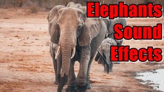 Elephants Sound Effects  What is the sound of elephant [upl. by Kerad]