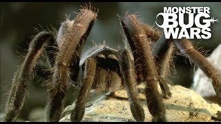 Tarantula Collection  MONSTER BUG WARS [upl. by Helse696]