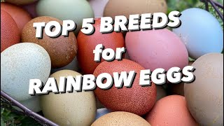 MY TOP 5 CHICKEN BREEDS FOR RAINBOW EGGS [upl. by Sanbo]