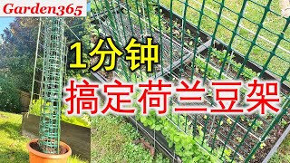 这样搭荷兰豆架，豆秧“站得直”不易倒，关键还能反复用，搭建快速，省空间 [upl. by Ymirej]