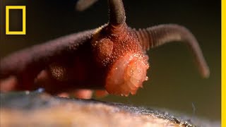 This Worm Uses a quotSilly String of Deathquot  National Geographic [upl. by Luciano]