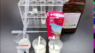 Identifying Milk with Lactase and Glucose Strips [upl. by Burck451]