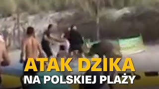 ATAK DZIKA NA POLSKIEJ PLAŻY [upl. by Sudnor]