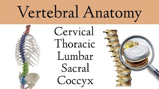 Vertebral Column Anatomy and Bones Cervical Thoracic Lumbar Sacral Spine [upl. by Lyred]