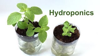 Hydroponics in a 2Liter Soda Bottle – Science Project [upl. by Eedak]