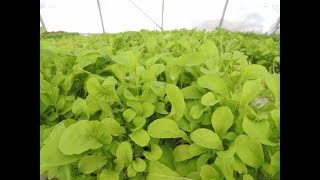 PLANTING HYDROPONIC ARUGULA From Start to Finish [upl. by Ardua]