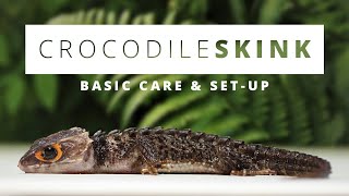 RedEyed Crocodile Skink  BASIC CARE amp SET UP [upl. by Anirdna]