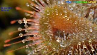 Drosera Burmannii taking on a small fly [upl. by Yecak321]