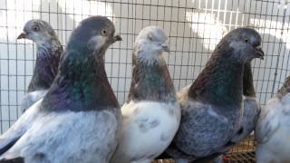 Tippler Pigeons for sale limited time [upl. by Sherri290]