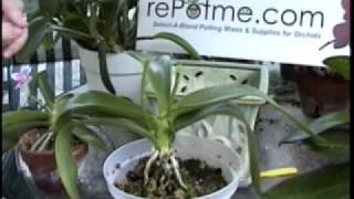 Phalaenopsis Orchid Care  From rePotmecom [upl. by Syd]