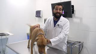 Las 3 enfermedades dermatológicas más comunes en los perros [upl. by Giraud738]