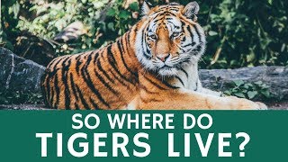 Where Do Tigers Live Quick Facts about Tiger Species Population and Habitat [upl. by Adamek]