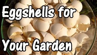 2 Min Tip How We Use Eggshells in Our Garden Eggshell Calcium [upl. by Arrahs]