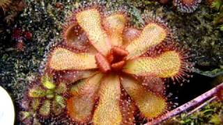 Drosera slackii  Sundew Carnivorous Plant [upl. by Gerladina832]