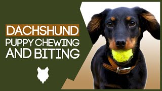 DACHSHUND TRAINING TIPS How To Stop Your Dachshund Puppy From Biting [upl. by Gabler920]