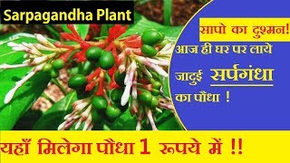 sarpagandha plant  rauwolfia plant  natural snake repellent plants sarpagandha plant uses [upl. by Aicire80]