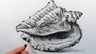 How to Draw a Shell Pencil Drawing [upl. by Latihs]