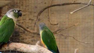 Parrot Facts  Green Cheek Conure aviary [upl. by Ragnar378]