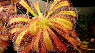 Drosera capensis x spatulata Hybrid Sundew Carnivorous Plant [upl. by Warder94]