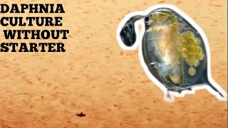 HOW TO CULTURE DAPHNIA NATURALLY WITHOUT A STARTER [upl. by Nollid818]