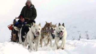 Dog Sledding in Norway [upl. by Nnyleitak]