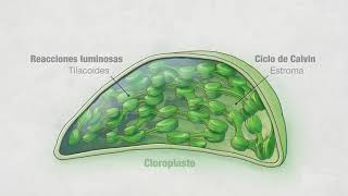 Fotosíntesis Parte 4 Cloroplastos  Video HHMI BioInteractive [upl. by Scully]