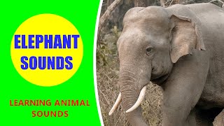 Elephant Sounds  Learn Animal Sounds shorts [upl. by Yoshi770]