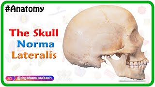 Anatomy of the Skull  Norma Lateralis [upl. by Gerstner]