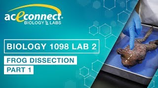 Biology Lab  Frog Dissection  Part 1 [upl. by Ellah]