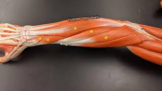 Muscles of the Forearm [upl. by Wimsatt469]