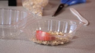 How to Make a Mealworm Habitat  Science Projects [upl. by Nibroc]