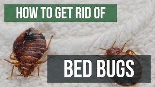 How To Get Rid of Bed Bugs Guaranteed 4 Easy Steps [upl. by Prussian632]