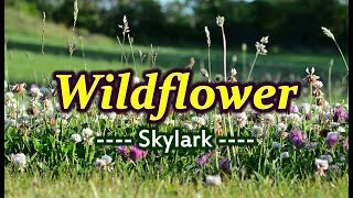 Wildflower  Skylark KARAOKE VERSION [upl. by Elyrpa910]