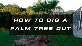 How to Dig a Palm Tree Out  Dig out Relocate and Replant a palm tree [upl. by Ayikin]