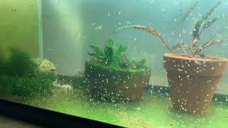 Daphnia Culturing Snails or no snails [upl. by Lihkin153]